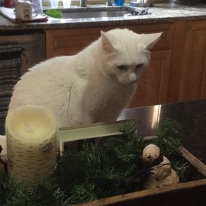 Meet your Posher, Beverly